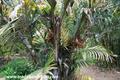   MARAJA PALM